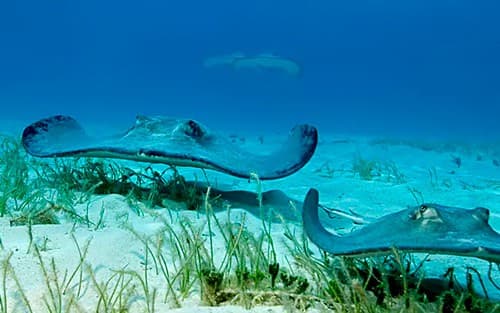 Bahamas Getaway Cruise